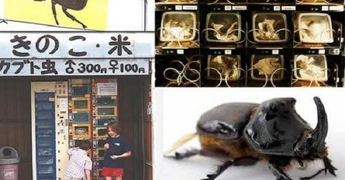 ছারপোকার স্ন্যাক্স পাওয়া যাচ্ছে ভেন্ডিং মেশিনে!!